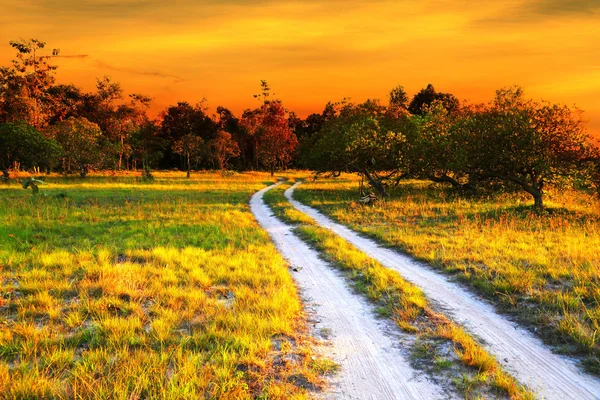 Road in meadow. — Stock Photo, Image