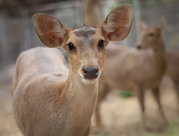 Female Rusa. — Stock Photo, Image