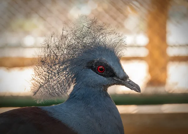 Victoria crowned pigeon. — Stock Photo, Image