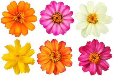 Collection of flower. clipart