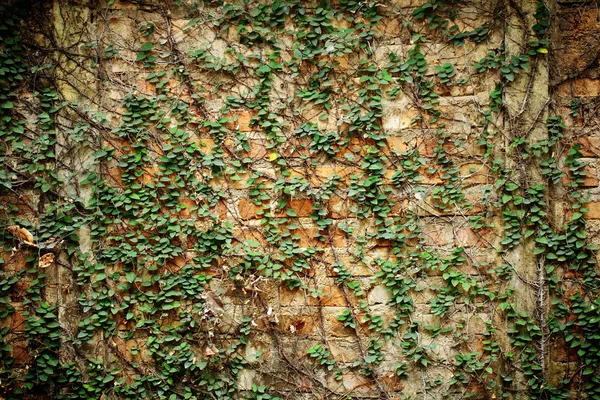 Vine wall. — Stock Photo, Image