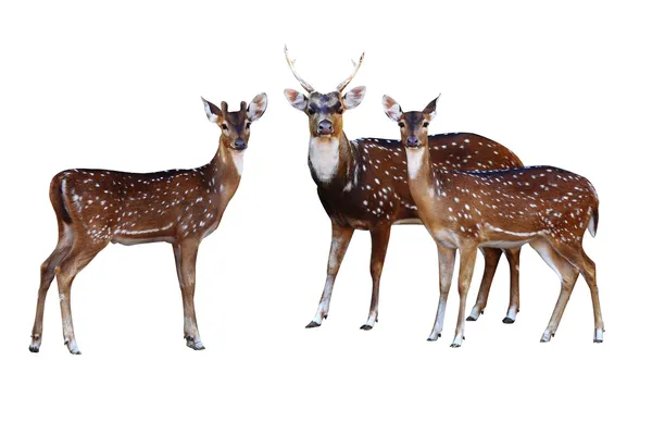 Axis deer — Stock Photo, Image