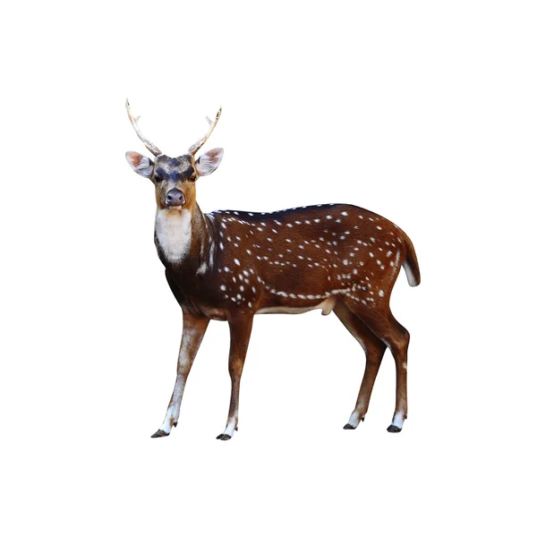 Axis deer. — Stock Photo, Image