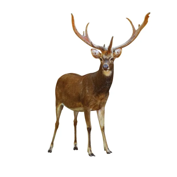 Deer Rusa. — Stock Photo, Image