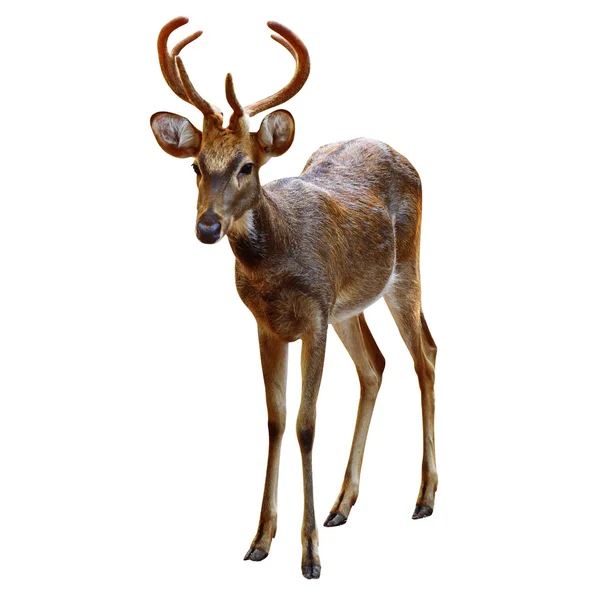 Deer Rusa. — Stock Photo, Image