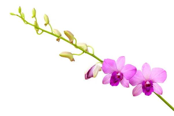 Fialová orchidej. — Stock fotografie