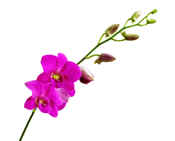 Pink orchid. — Stockfoto