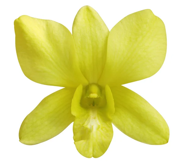 Žlutá orchidej. — Stock fotografie