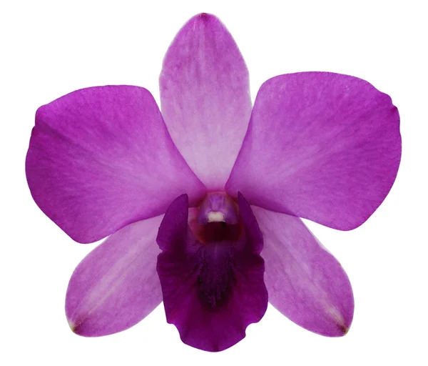 Fialová orchidej. — Stock fotografie