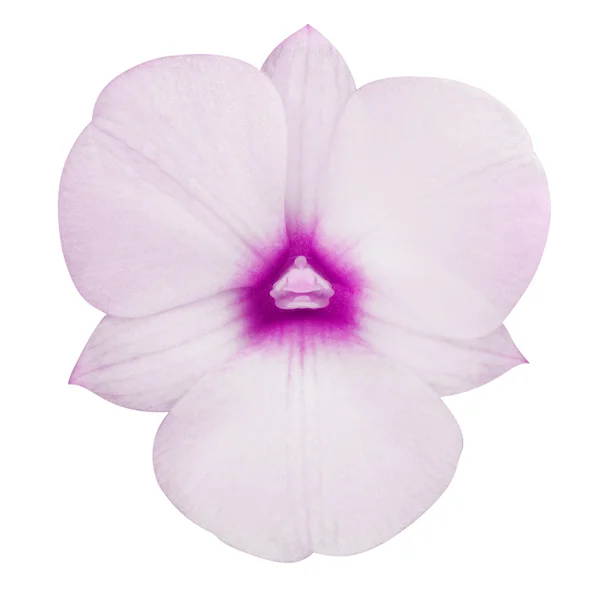 Pink orchid. — Stock Photo, Image