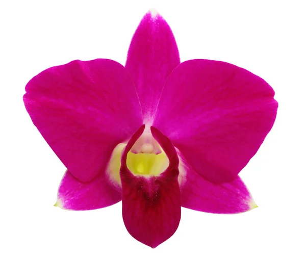Rosa Orchidee. — Stockfoto