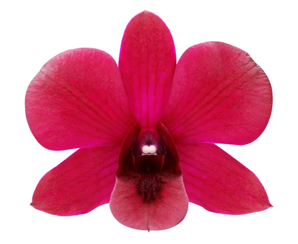 Röd orkidé. — Stockfoto