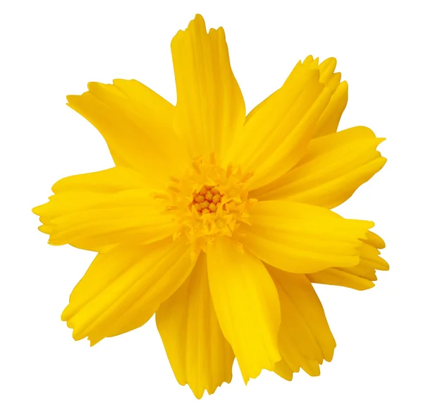 Flor amarilla Cosmos . —  Fotos de Stock