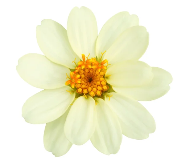 Flores blancas de Zinnia . —  Fotos de Stock