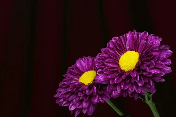 Purple chrysanthemum. — Stock Photo, Image