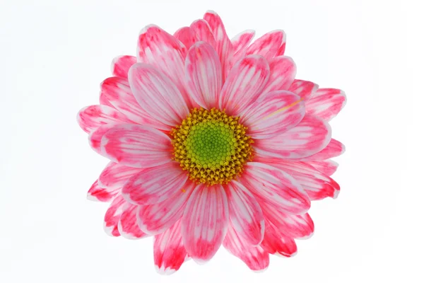 Pink chrysanthemum. — Stock Photo, Image