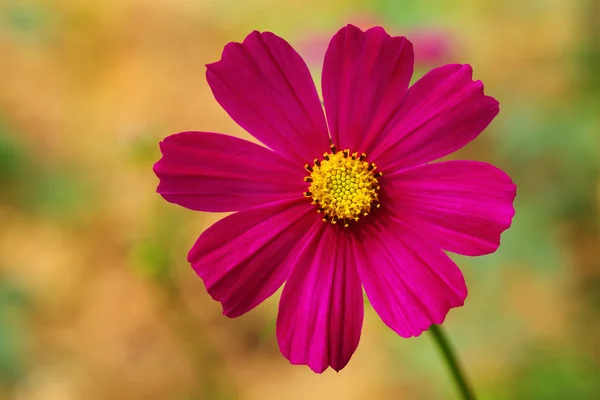 Cosmos. — Foto de Stock