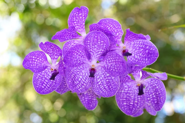 Vanda. . — Fotografia de Stock