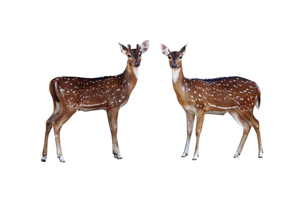Axis deer. Royalty Free Stock Photos