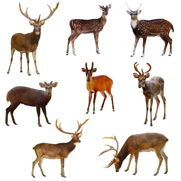 Colección de ciervos . Imagen De Stock