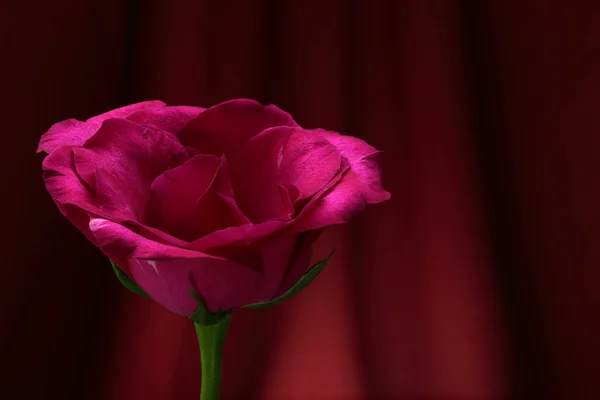 Rosas rojas. — Foto de Stock