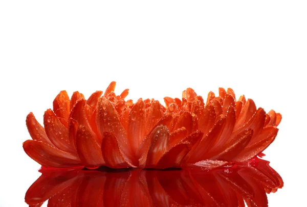 Orange chrysanthemum — Stock Photo, Image