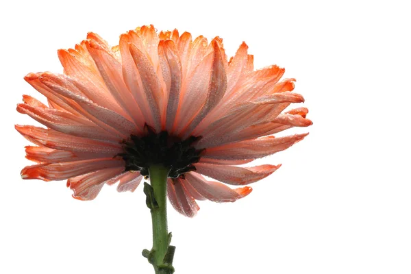 Orange krysantemum — Stockfoto