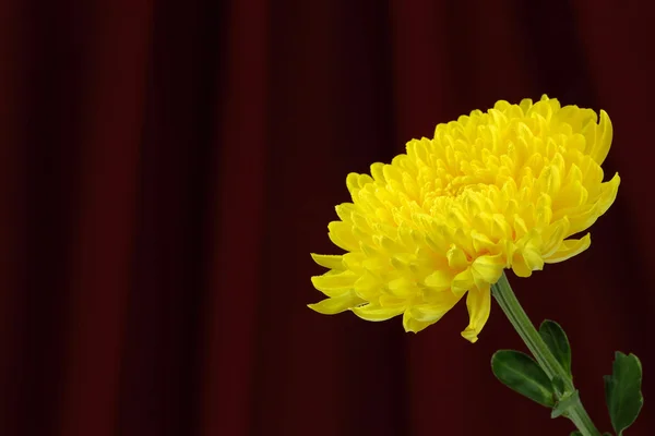 Yellow chrysanthemum. — Stock Photo, Image