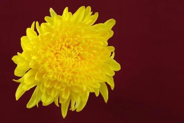 Yellow chrysanthemum. — Stock Photo, Image