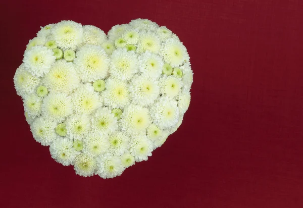 Crisantemo bianco . — Foto Stock