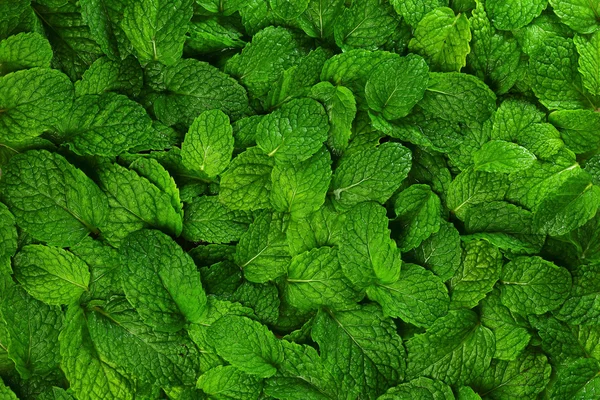 Menta foglie sfondo . — Foto Stock