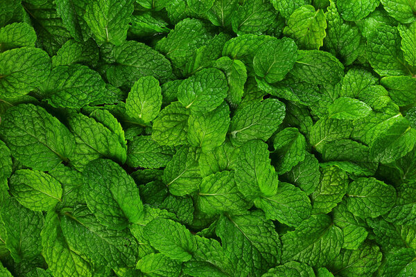 Mint leaves background.