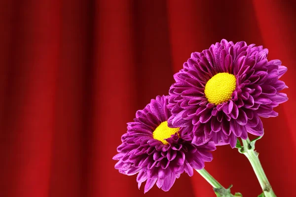 Chrysanthemum. — Stock Photo, Image