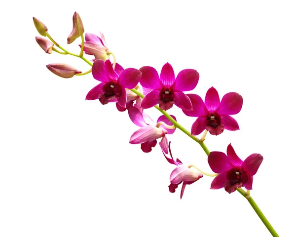 Orquídea roxa . — Fotografia de Stock
