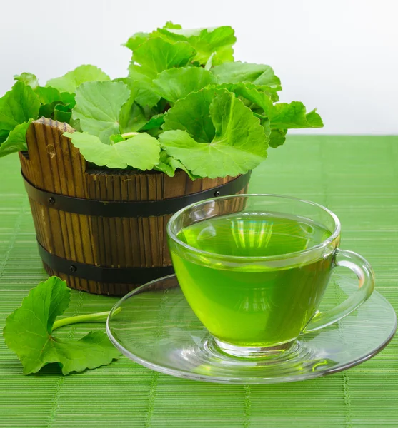 Pennywort leaves. — Stock Photo, Image