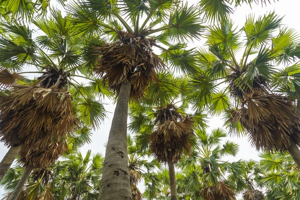 Suiker palm. — Stockfoto