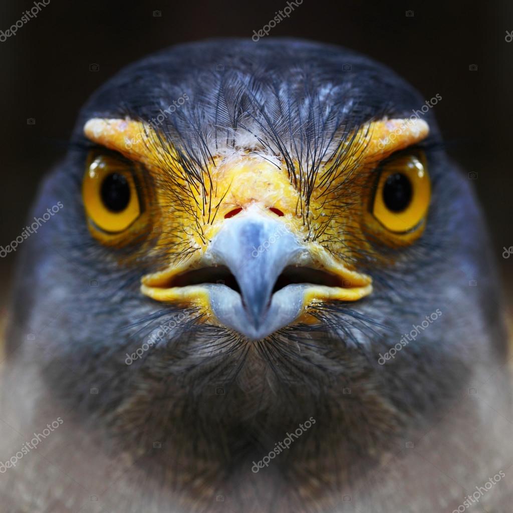 Serpent-Eagle close-up face.(Spilornis cheela)