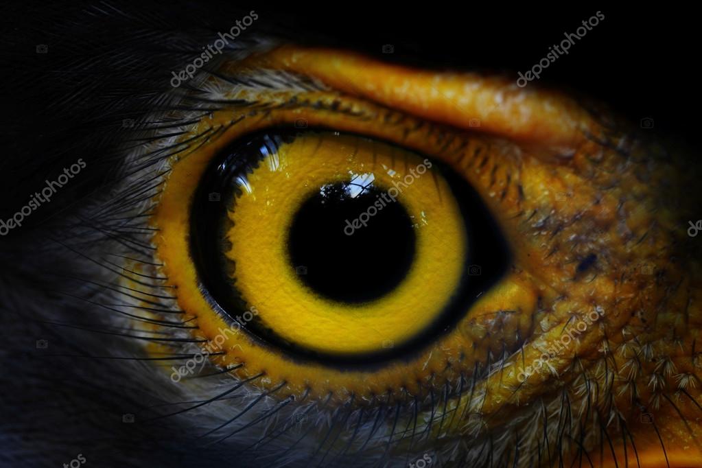 Serpent-Eagle close-up face.(Spilornis cheela)