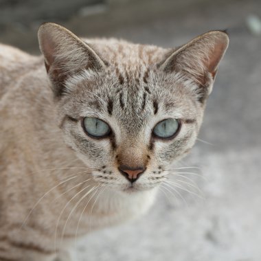 Kedi yaklaş..