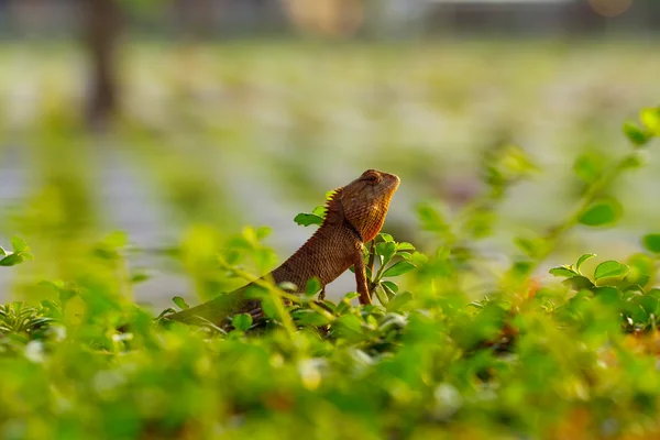 Lagarto. — Fotografia de Stock