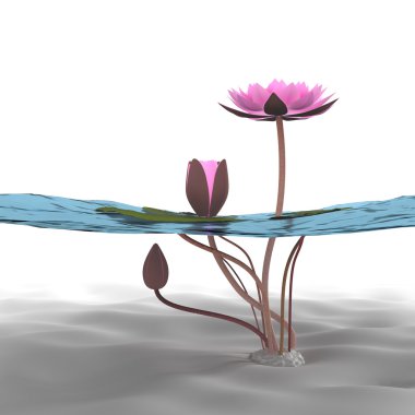 3D lotus.