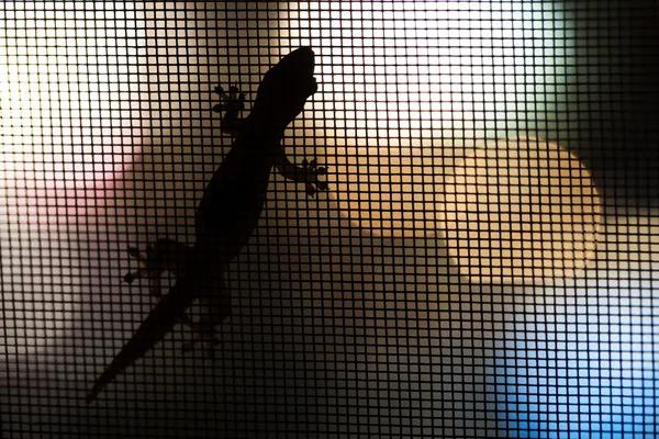 Lagarto. — Fotografia de Stock