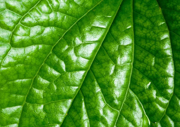 Divoký betel leafbush. — Stock fotografie