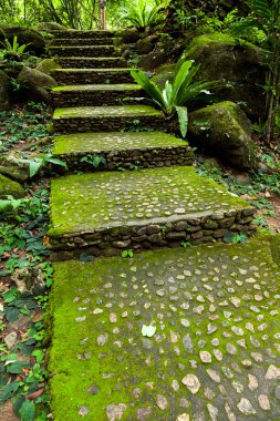 doğal Tropikal ormanlar.