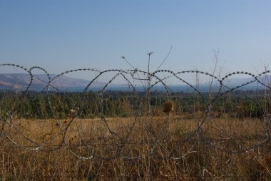 Champ de maïs à la récolte