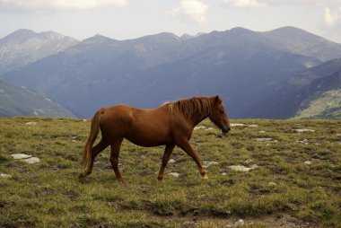 rila mountains, Bulgaristan için vahşi atlar
