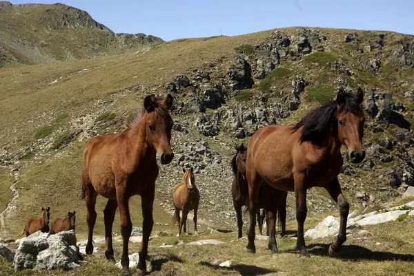 Wil horses, Rila mountains, Bulgaria — Stock Photo, Image