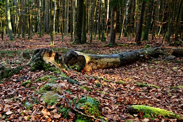 The Forest — Stock Photo, Image