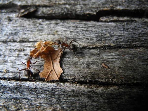 The Ants and te leaf — Stock Photo, Image