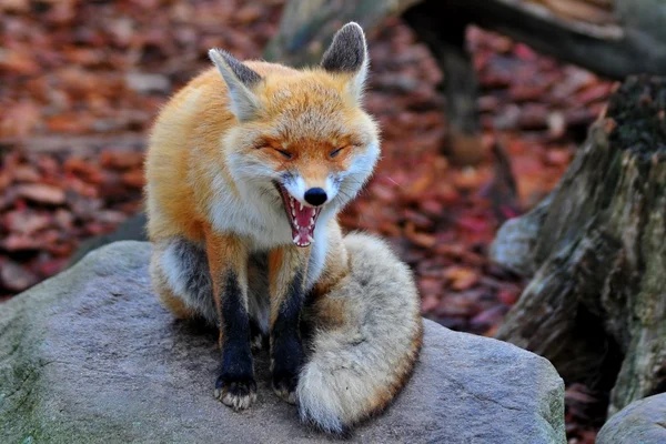 Red fox — Stock Photo, Image